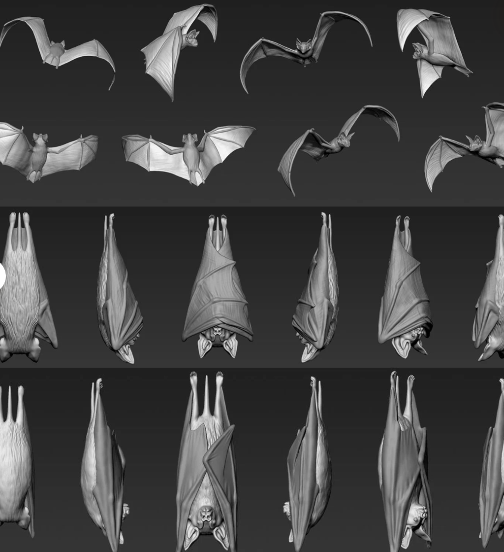Bats & Owls